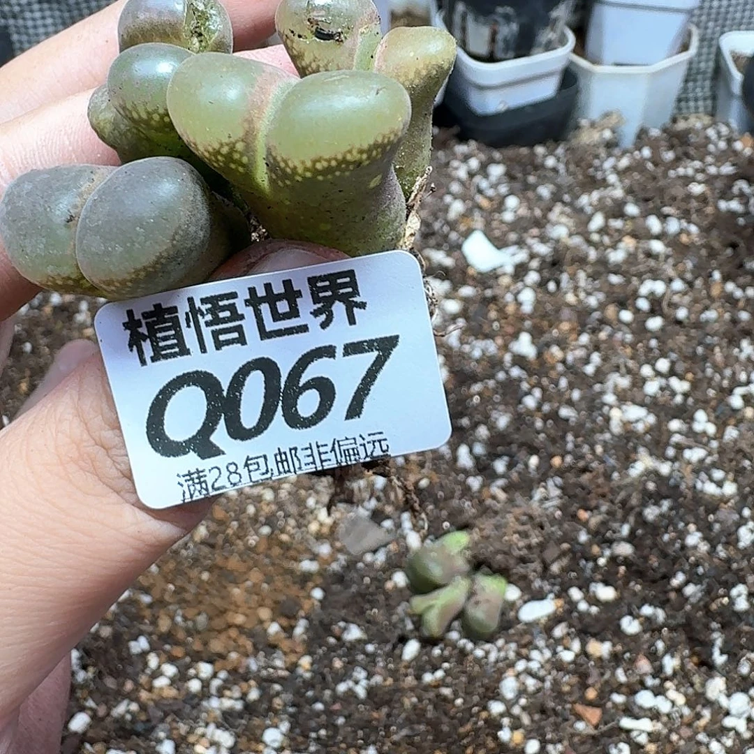 drzwdrz多肉植物的润泽fy