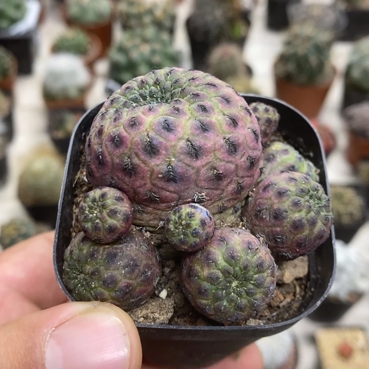 紫丽丸群特价福利