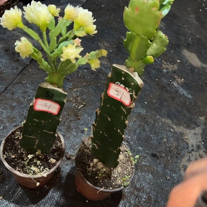 珍***珍，51号带盆082.052