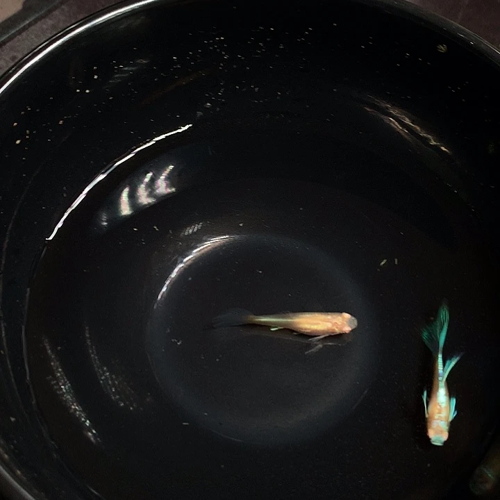 孔雀鱼蓝白飞船一对