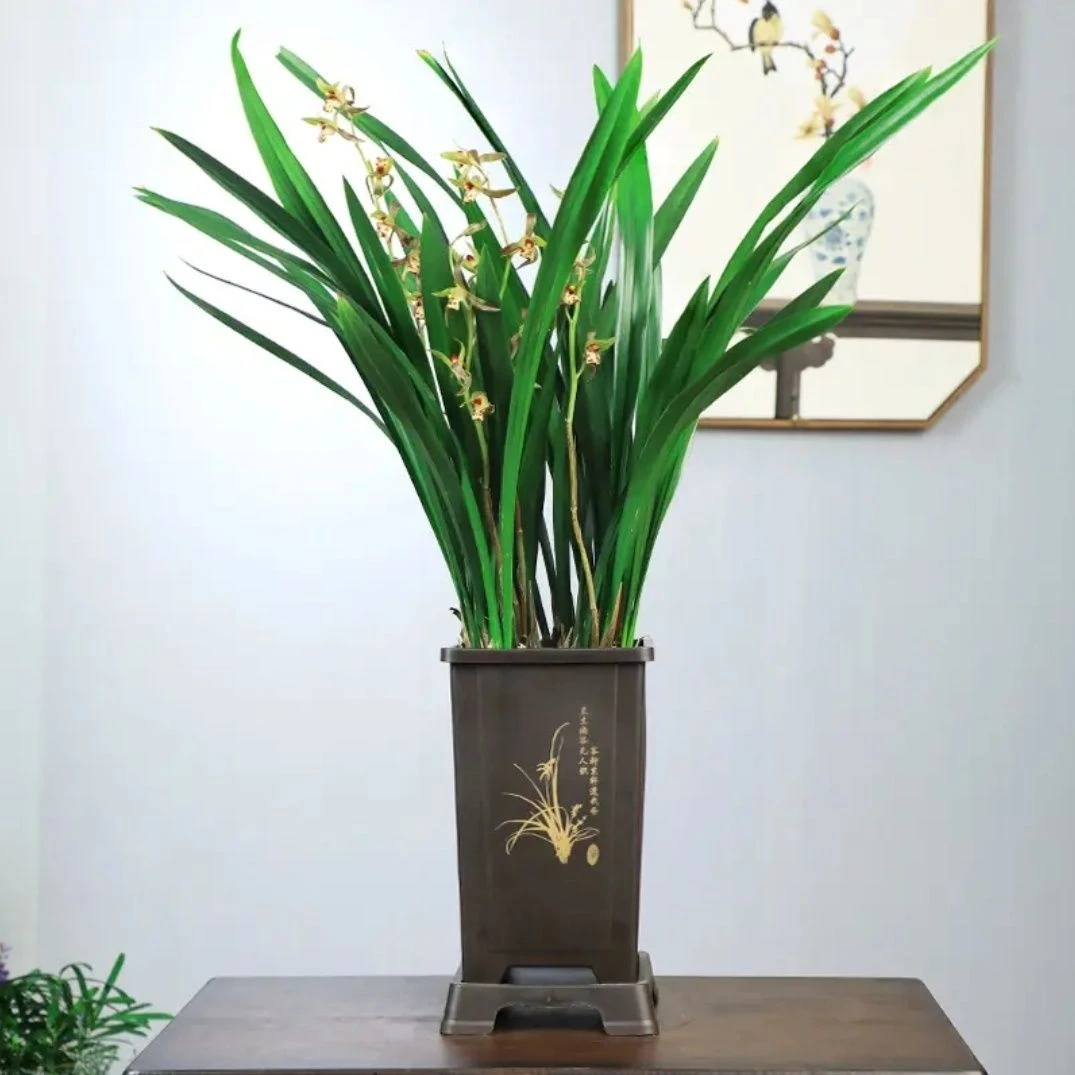 高档墨兰【带盆栽好发货】室内阳台耐寒植物喜阴易养活企黑报墨兰