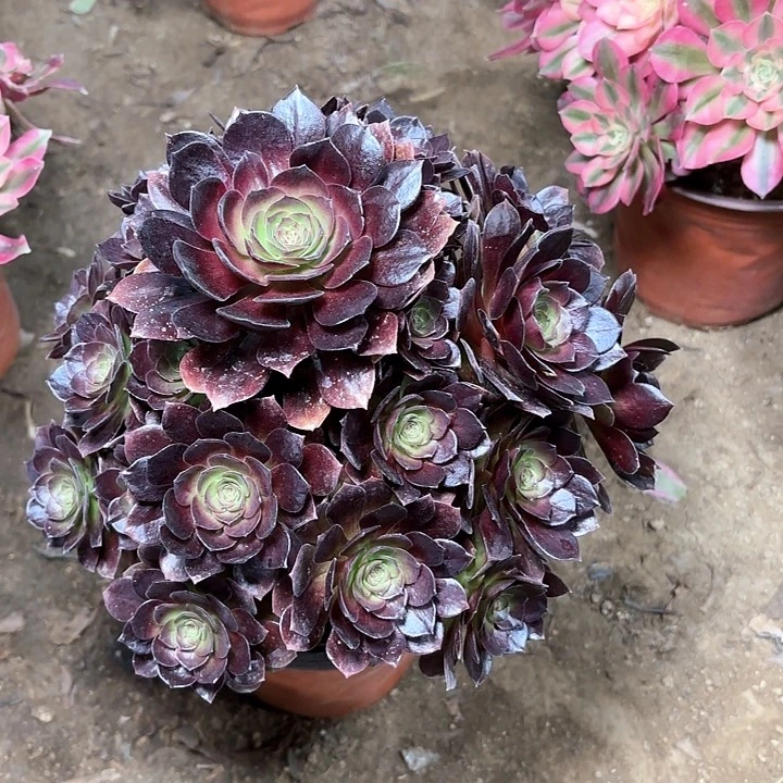 多肉植物赤焰莲16