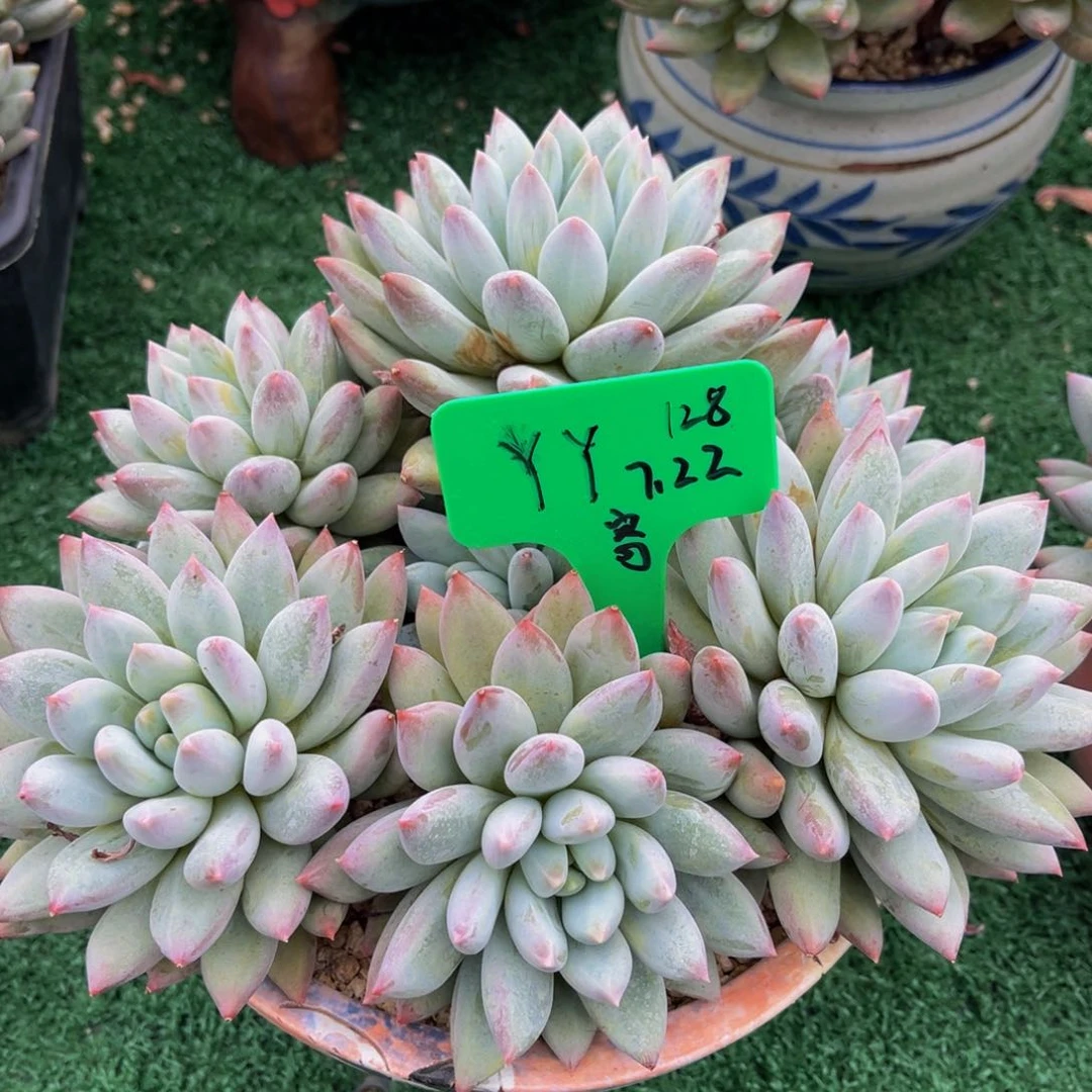 一物一拍多肉植物