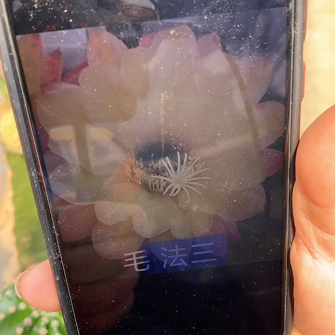 毛 法三侧芽20包邮