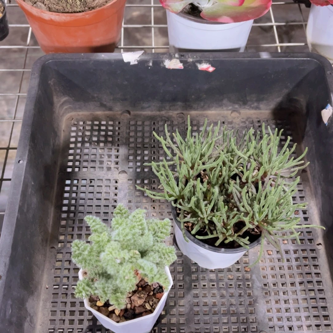 多肉天赐多肉植物