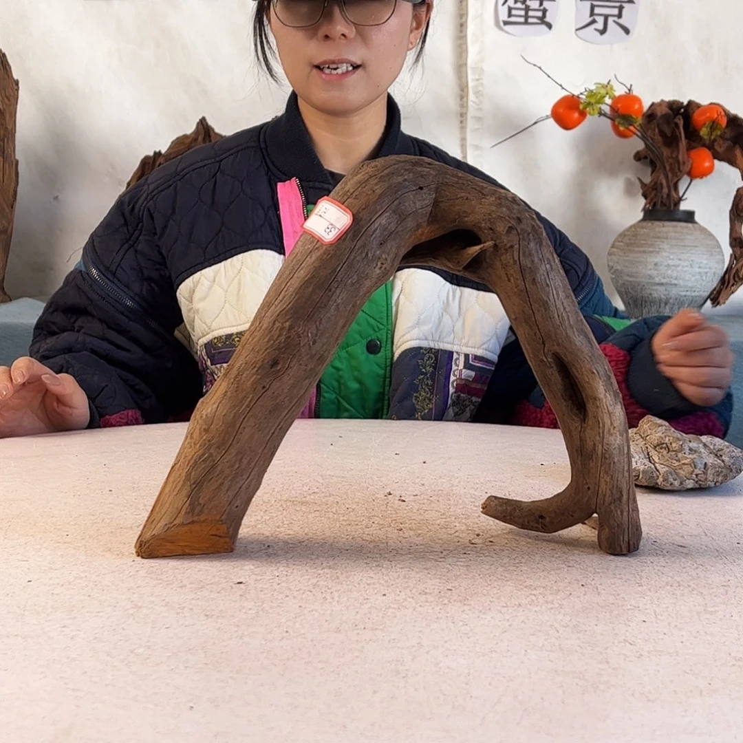 沉木造景寄居蟹造景