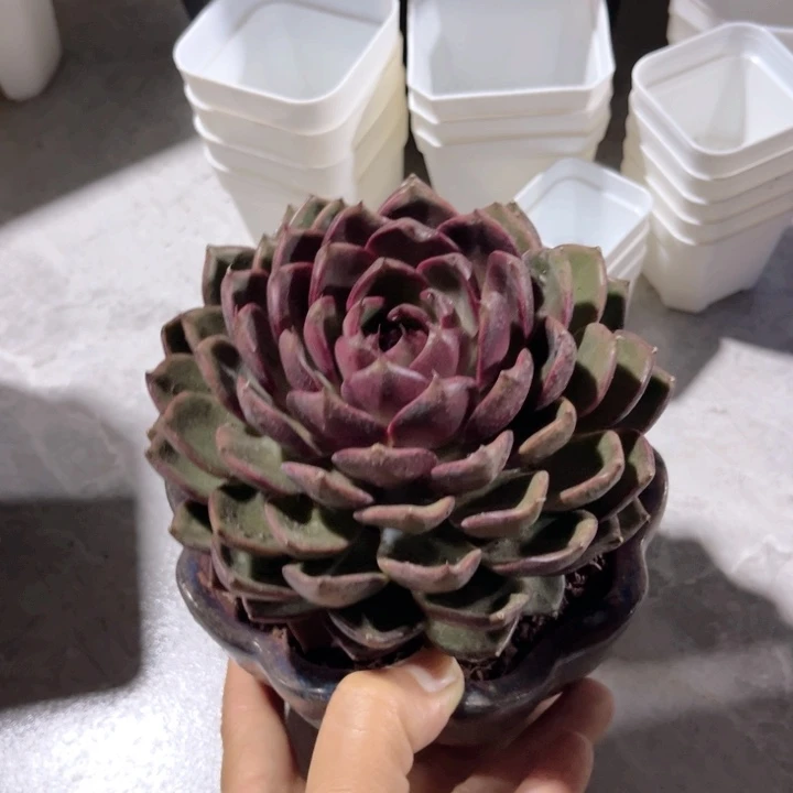 蓝莓单头13厘米左右