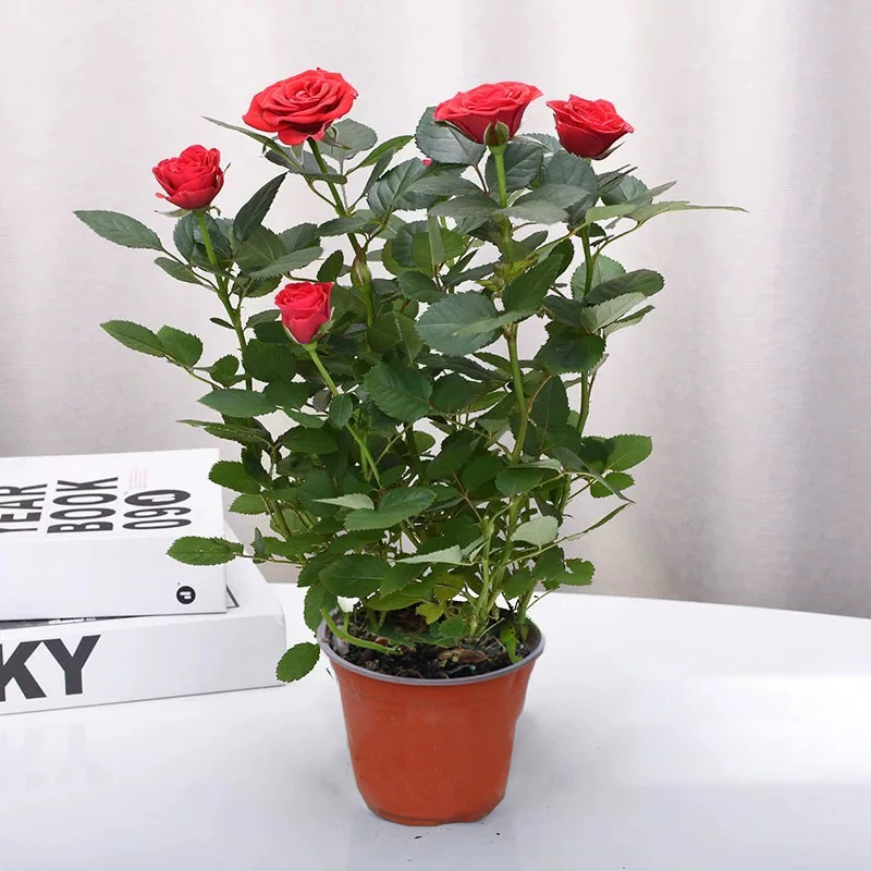 【红苹果130杯】2~3个花苞盆栽浓香型四季开花好养护易活庭院绿植