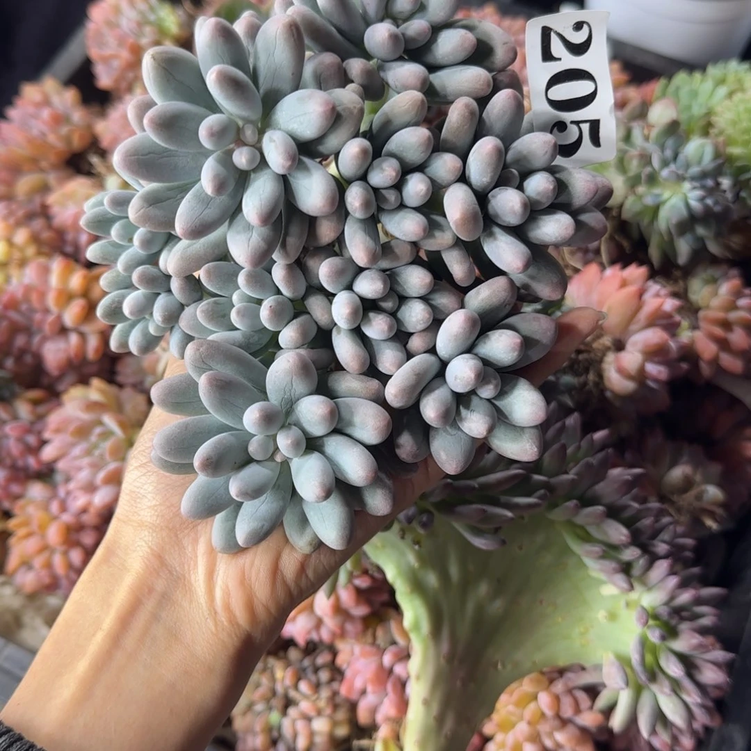 汤圆群一物一拍205