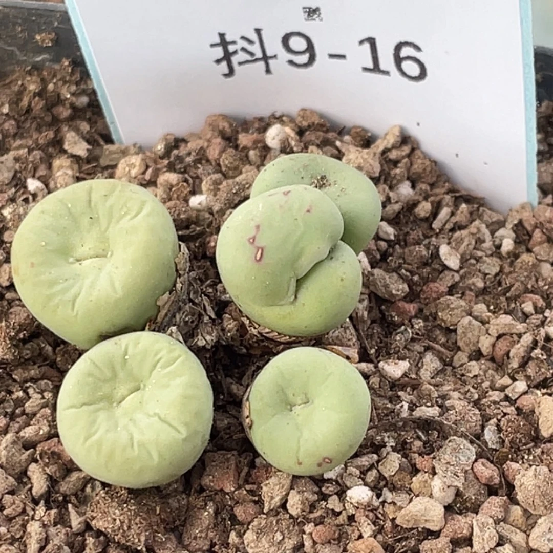 9-16变异嘴多肉植物