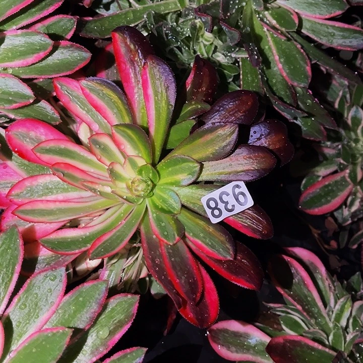 938美杜莎多肉植物处理不售后