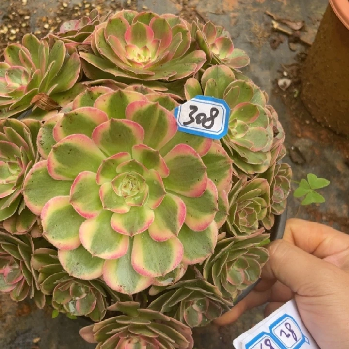308荔枝法师锦锦锦