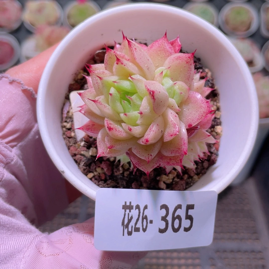花利美26-365麦秆