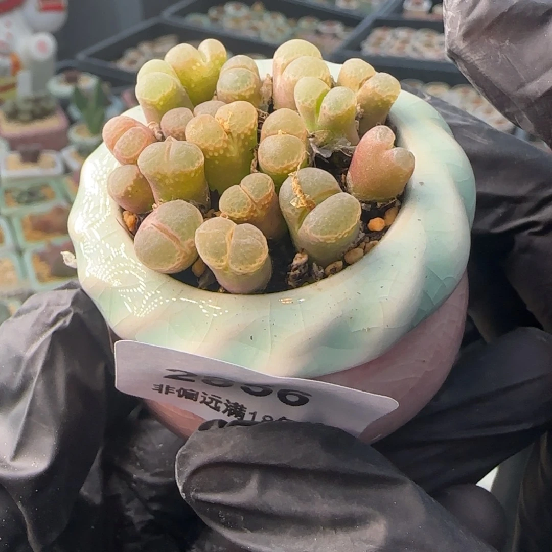 2856 -一物一拍 带盆 樱花 1453.9