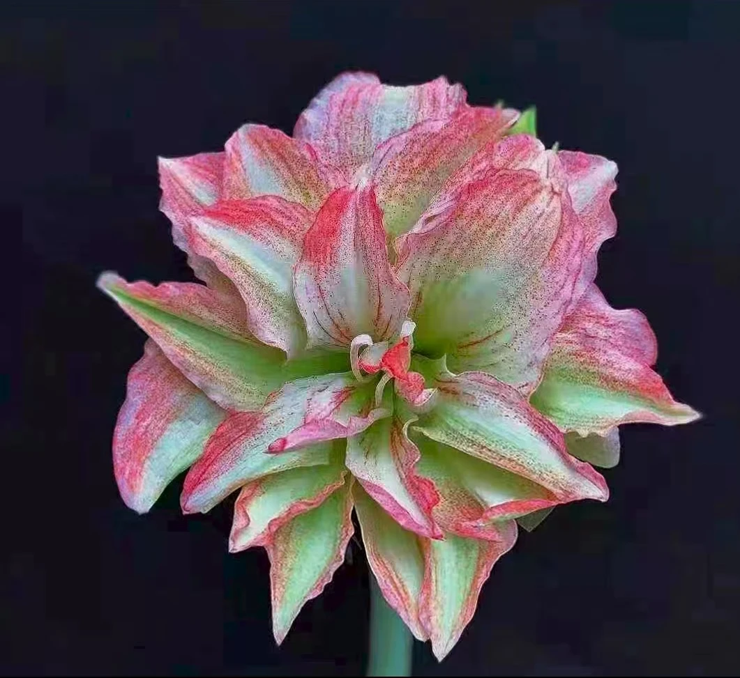 朱顶红-浪漫樱花2厘米+