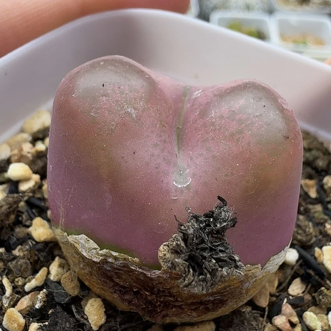 老马生石花毛1541