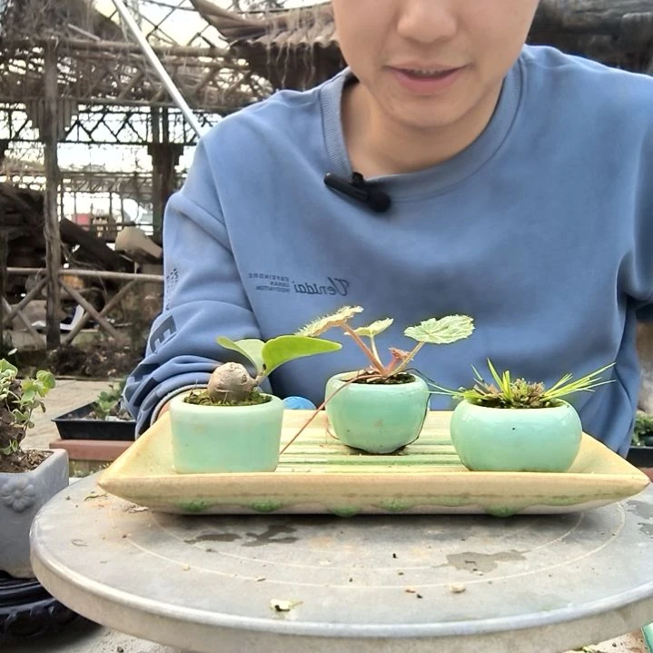 夜*小盆景小植物一物一拍8