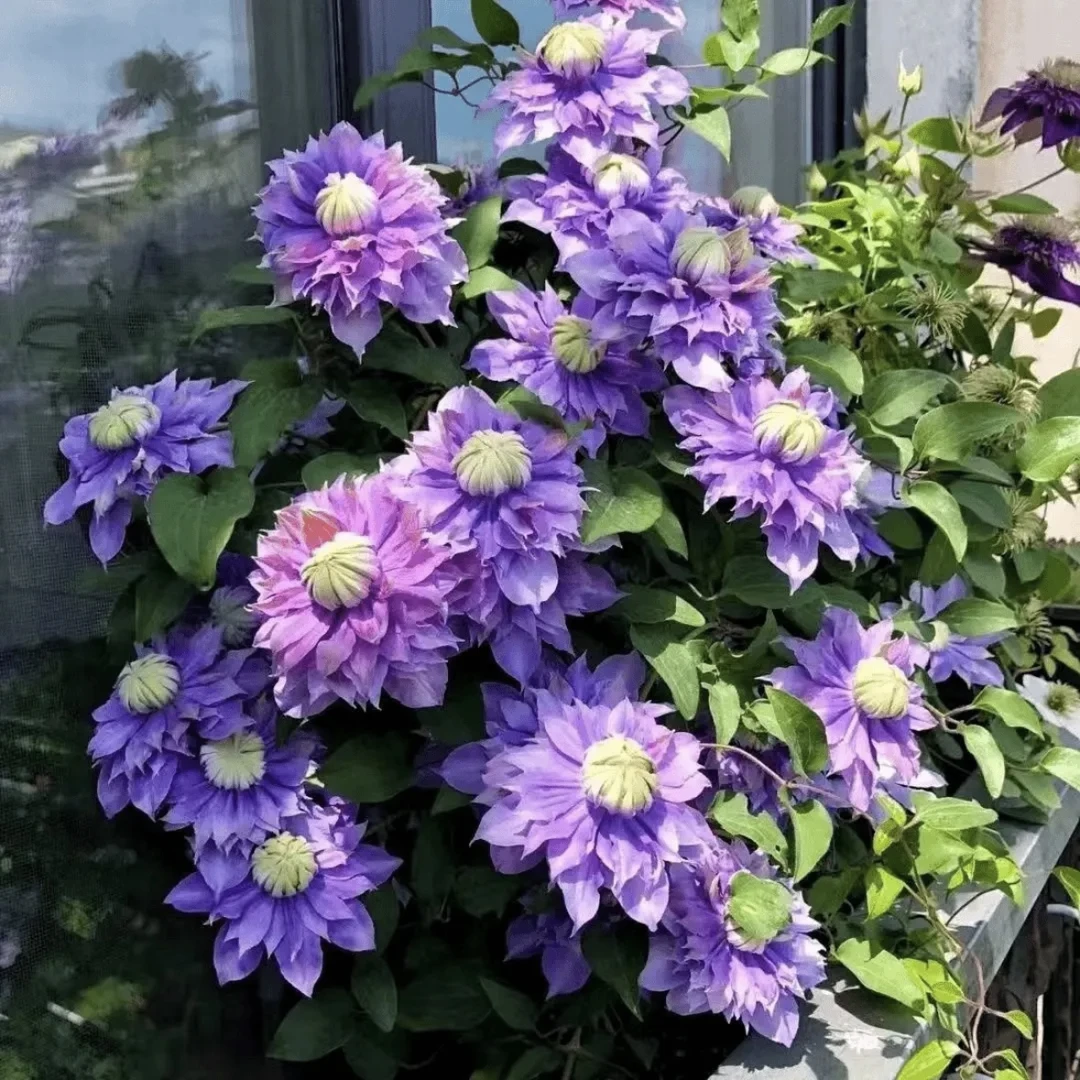 铁线莲 好养易活