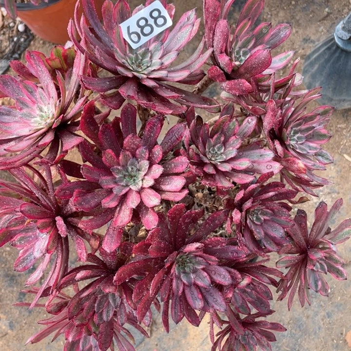 688多肉植物紫霞