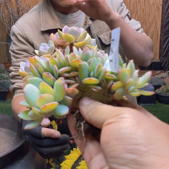 雨***灼171号白凤多肉植物