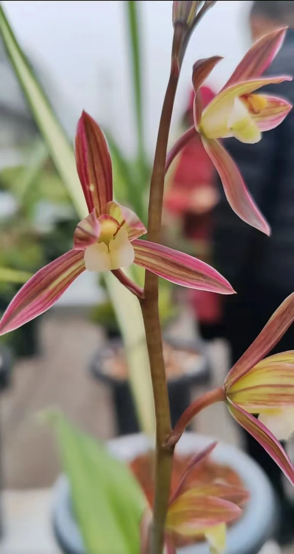兰花绿植盆栽室内花卉