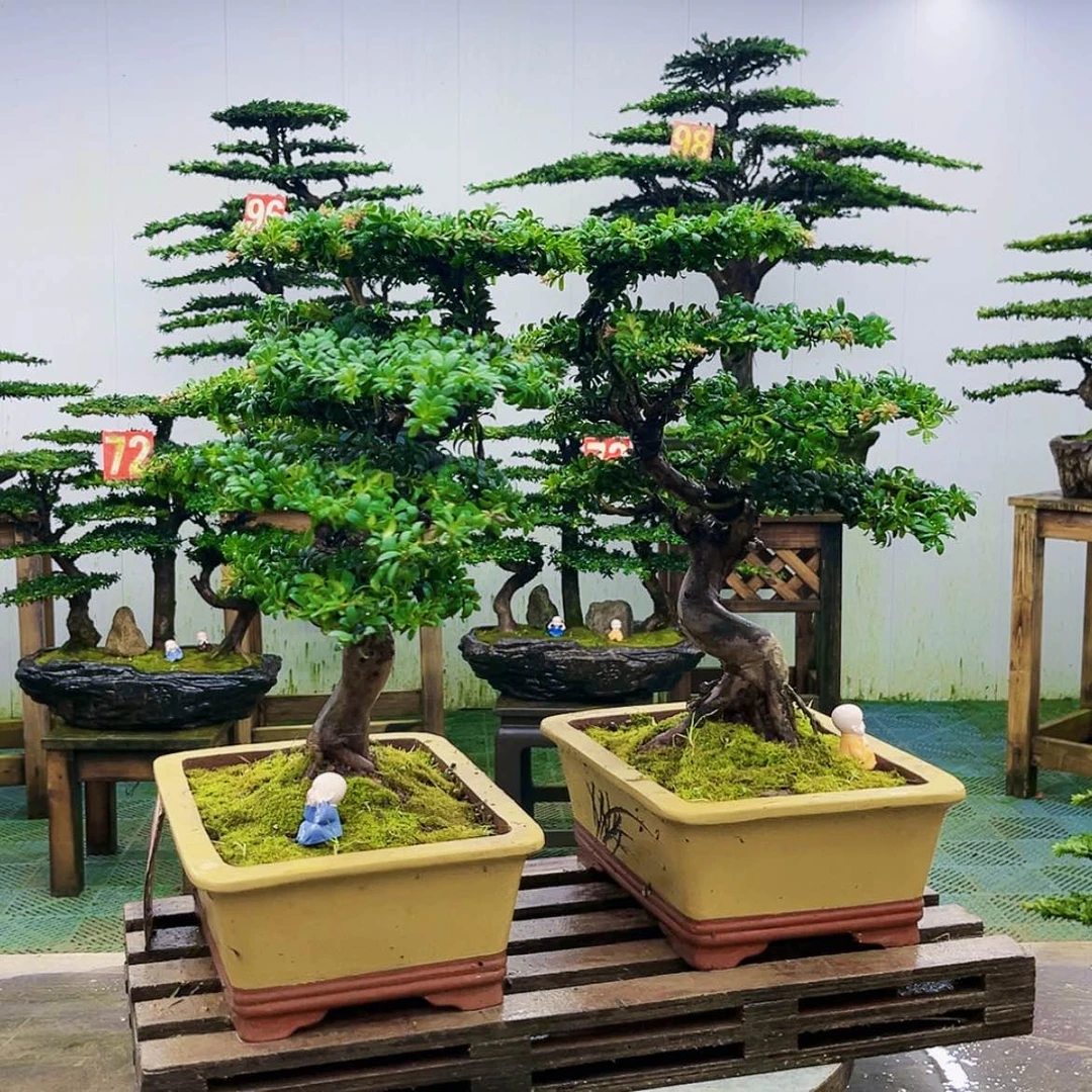 【闪购商品】无花朵冰*雨