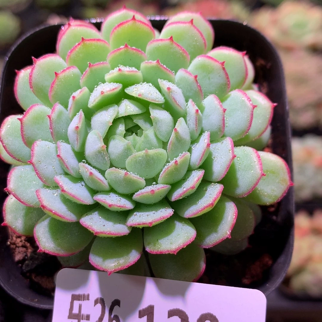 乐然26-120 桃花雨