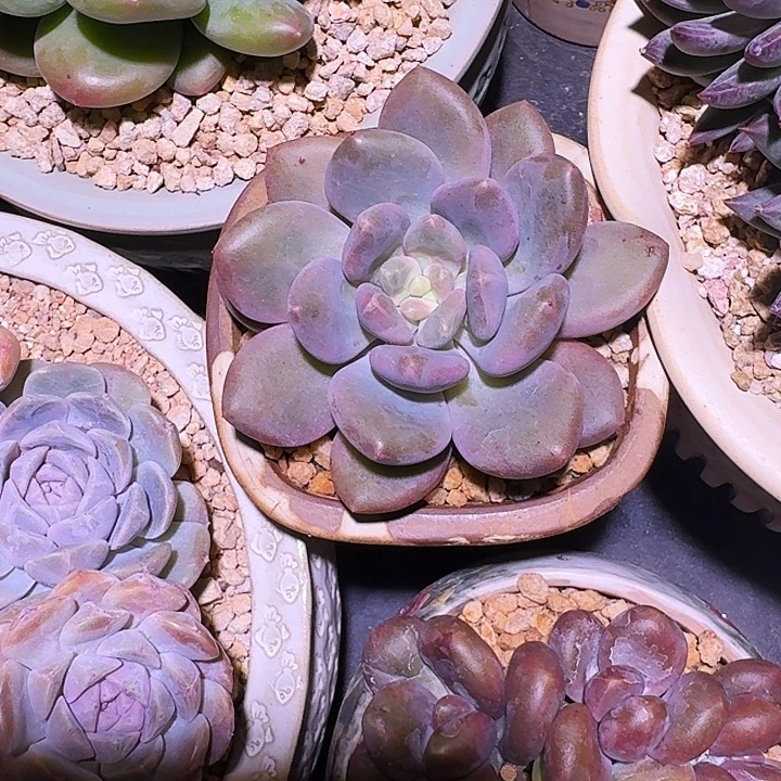 X系列美人新品 一物一拍