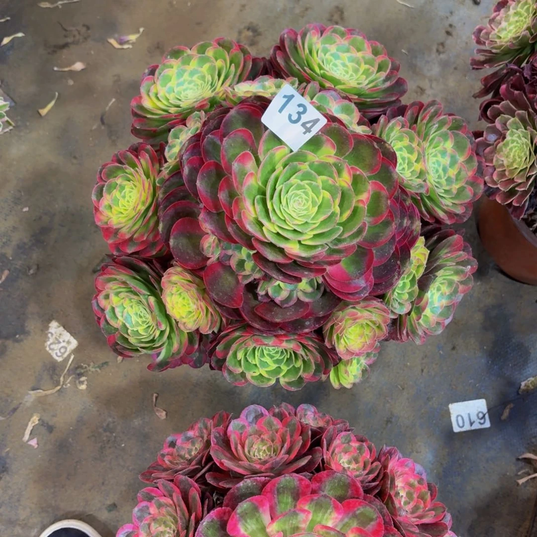 佟多肉法师水中月134