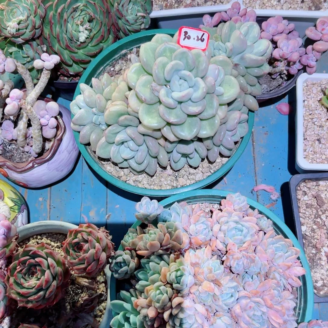 @*9精品多肉植物老桩