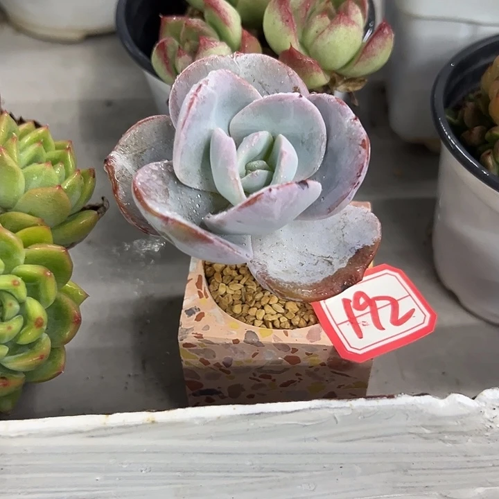 春***天一物一拍奶茶多肉192