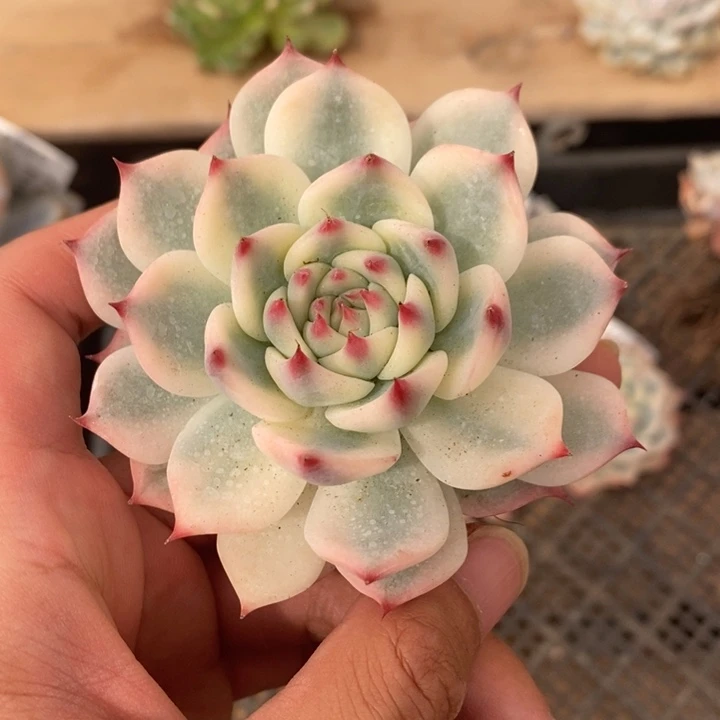 吉娃娃锦多肉植物A1188