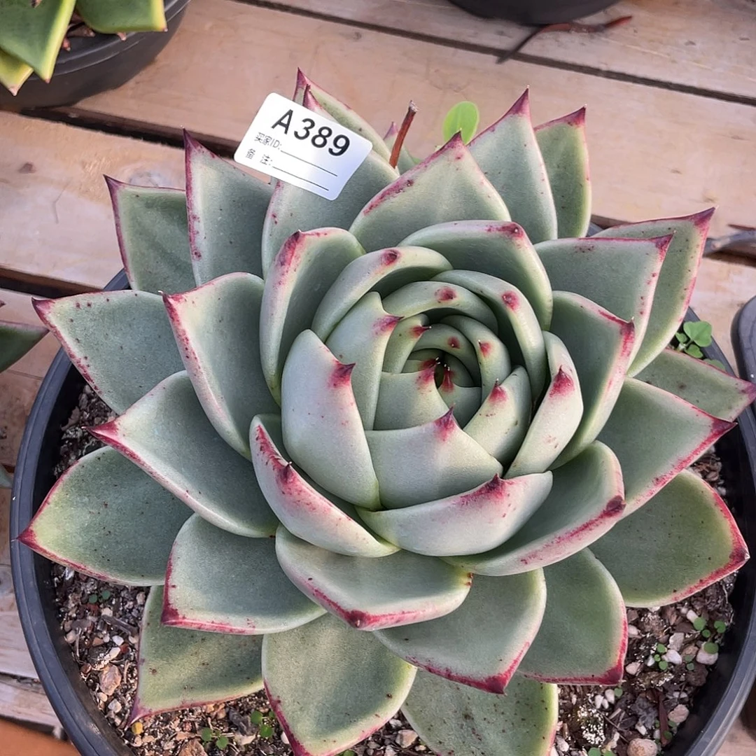 若如东云单拍A389