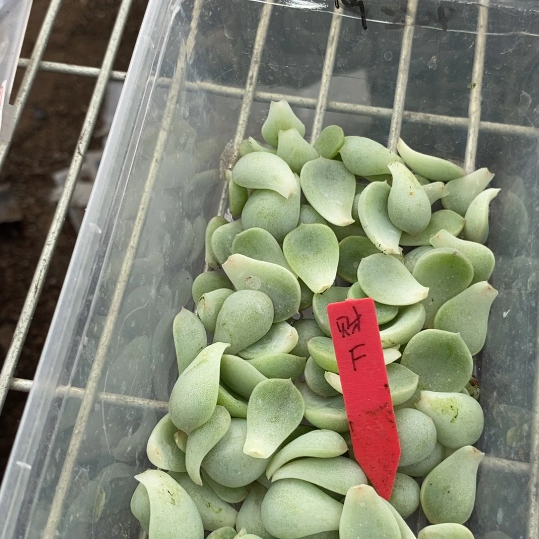 财富f纯叶片一片