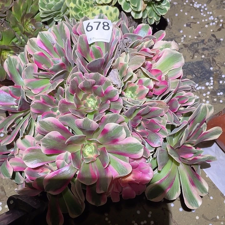 多肉植物断枝不包678妖月