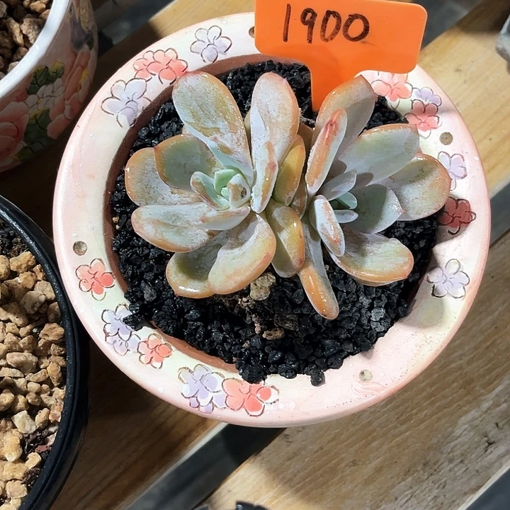 双头奶茶1900号码牌子的