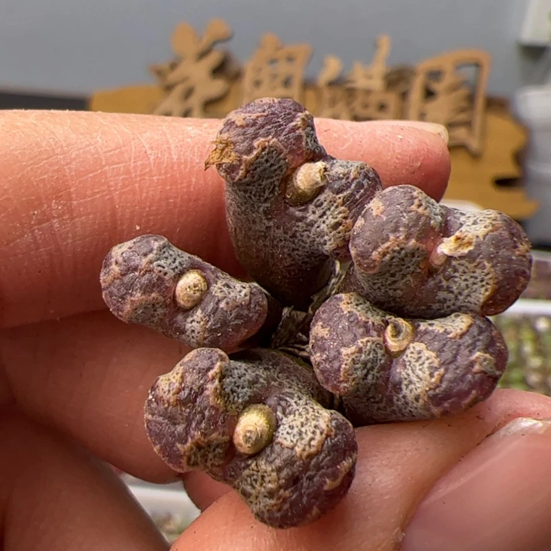 【闪购商品】000000029