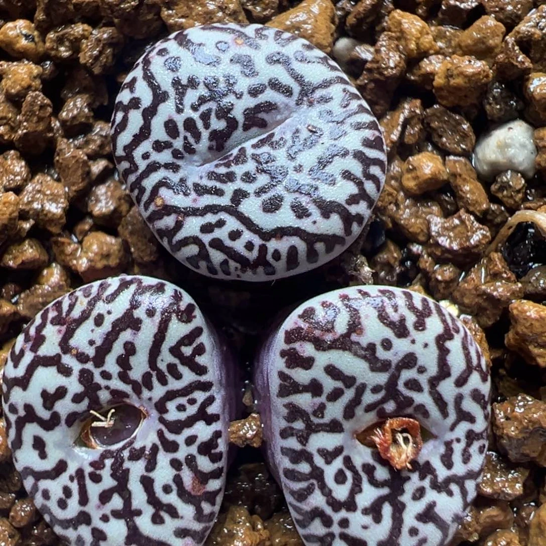 紫墨群多肉植物百科