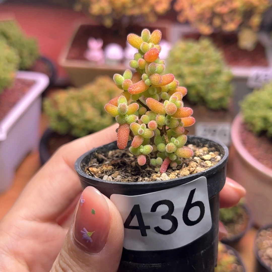 晶**?436金桔可爱多肉植物