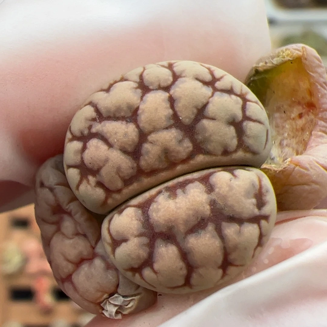 0111号云印x荒 多肉植物