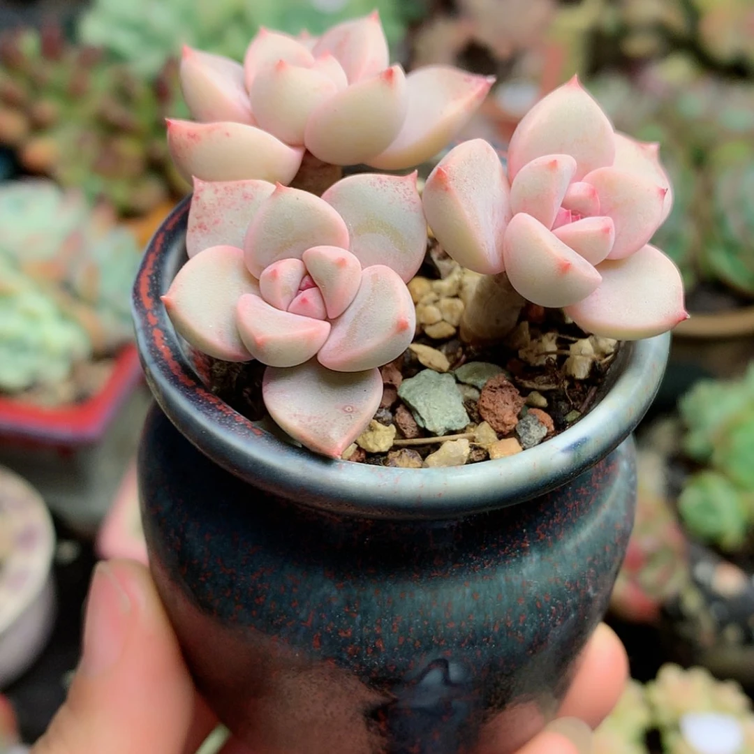 【闪购商品】糖带盆