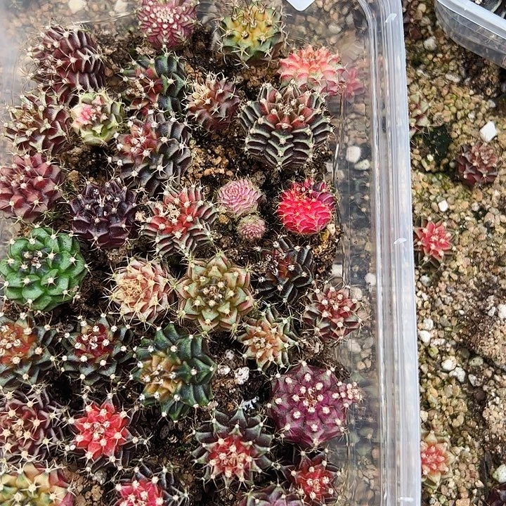 焱****当前无花栽培后可以开花105