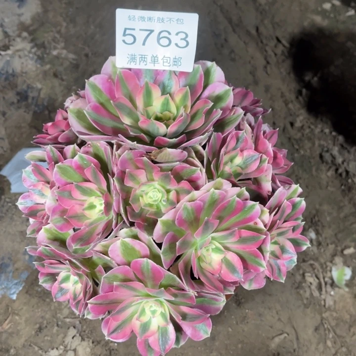 5763女巫的人多肉的