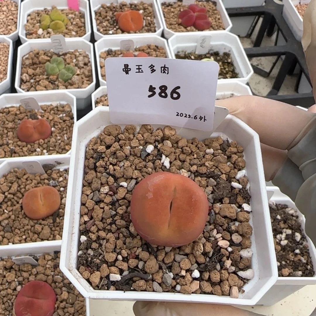 ʚ***ɞ多肉多肉多肉6.5-586