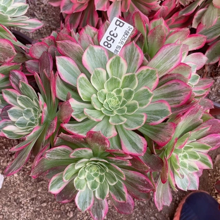 358万彩灯多肉12345678