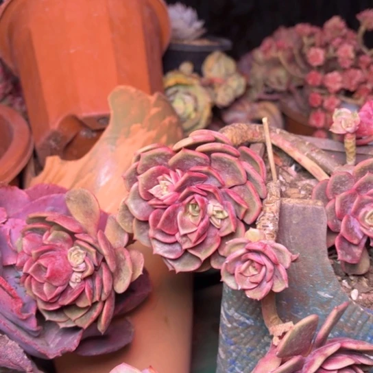 8**多肉植物的植物