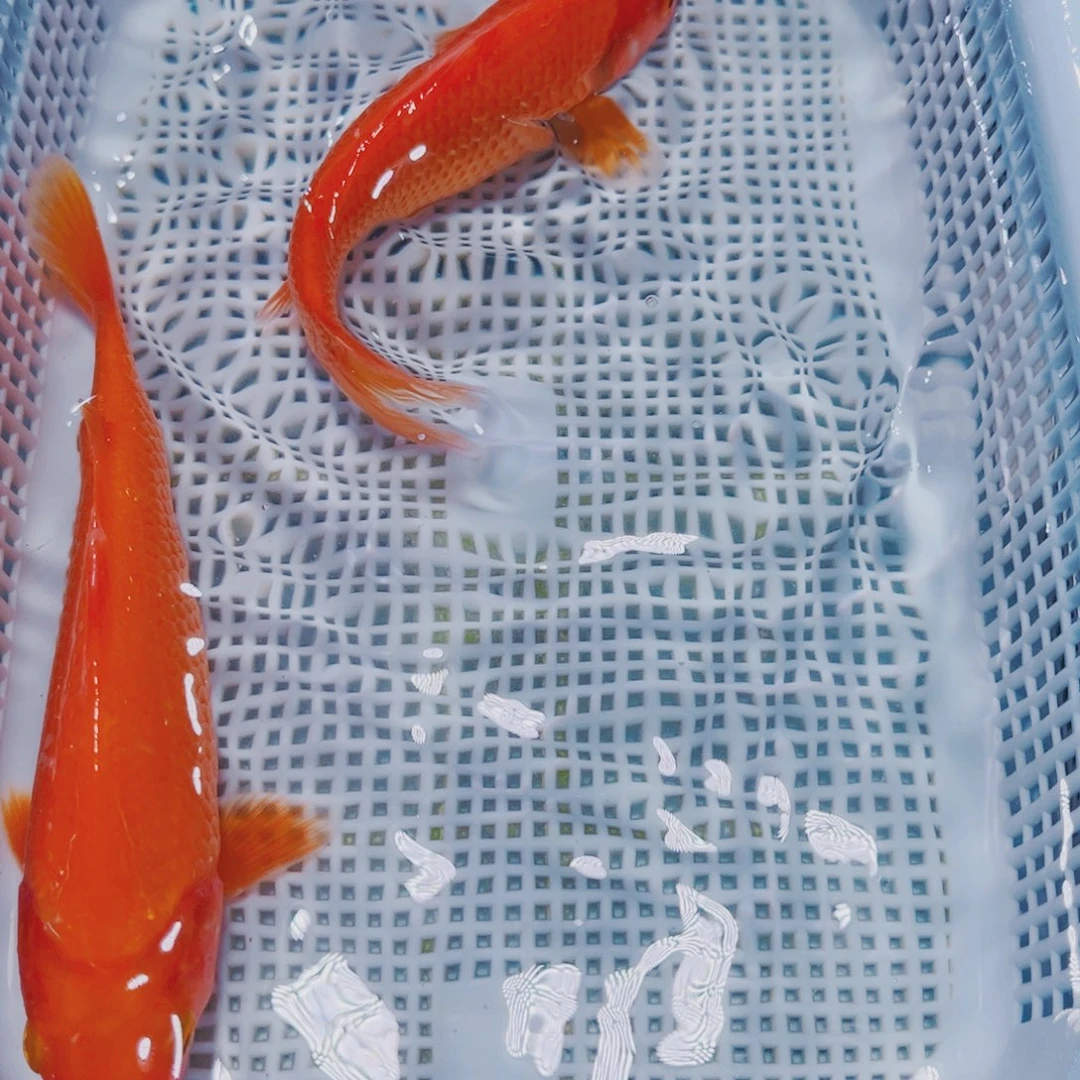 海水鱼锦鲤观赏鱼