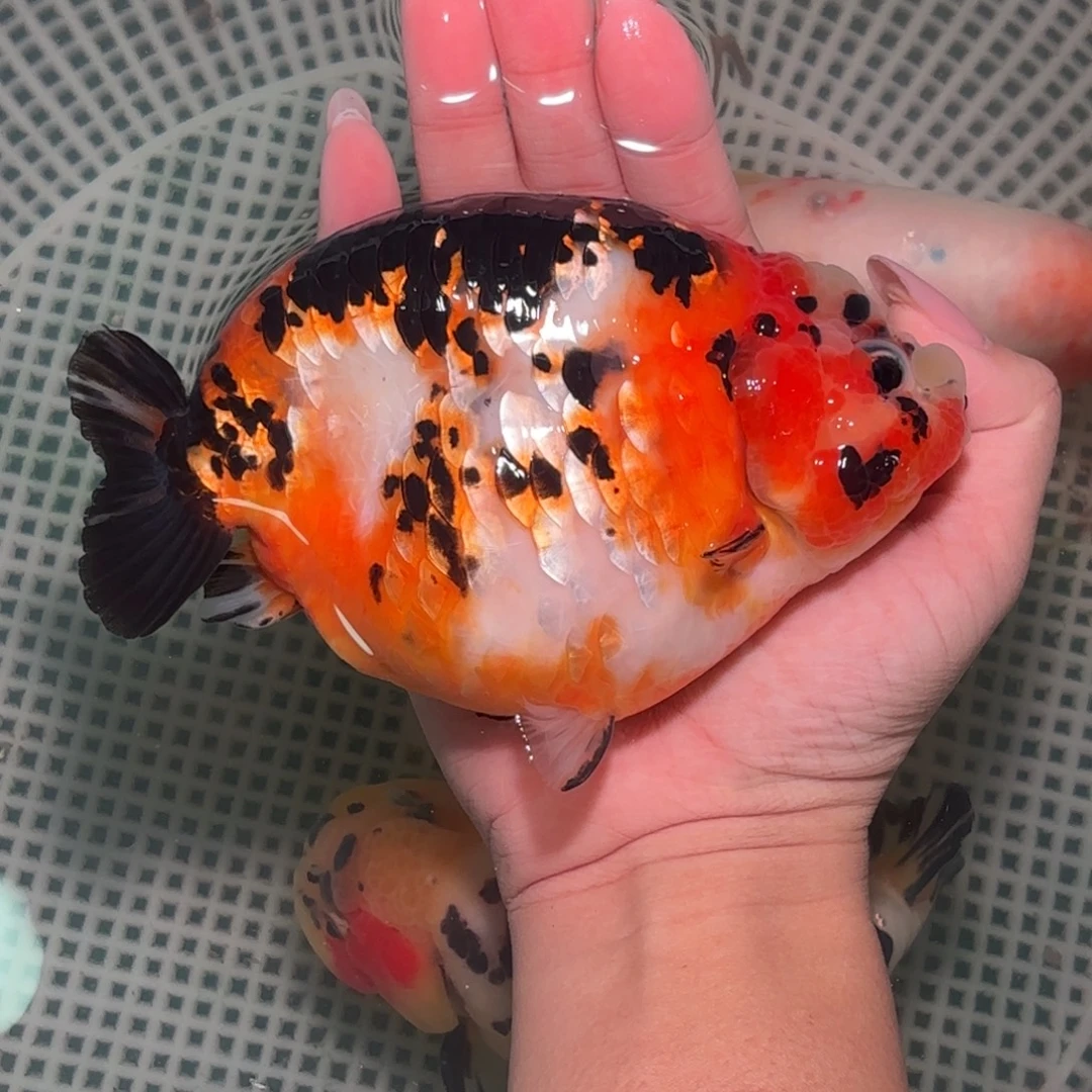 龙睛金鱼兰寿活体淡水观赏鱼