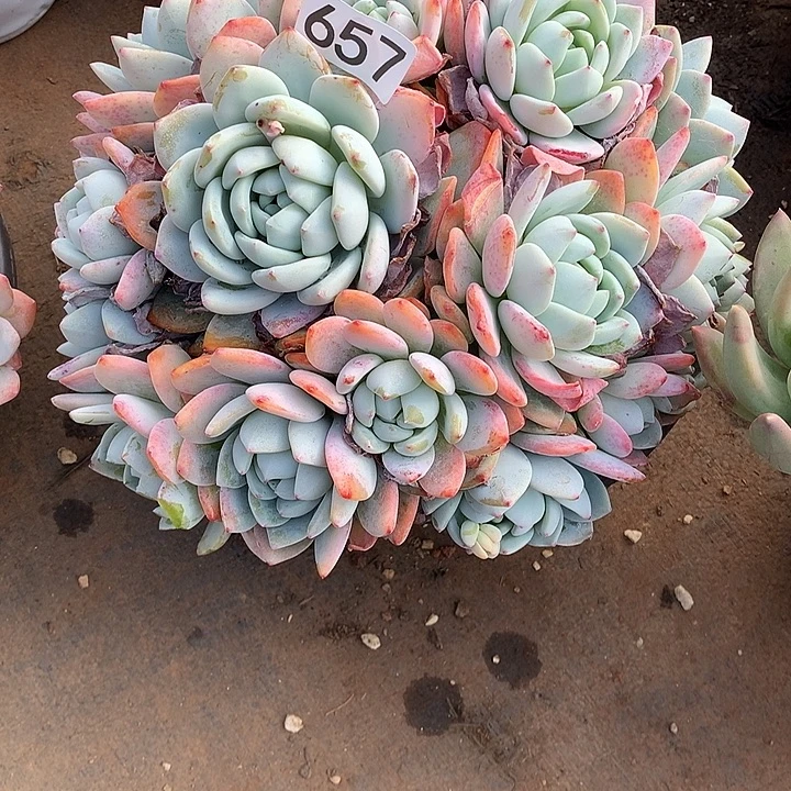 657冷香 一物一拍多肉