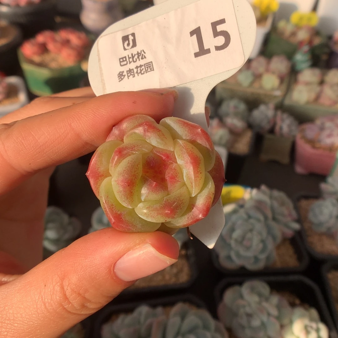 种***风15冰魄多肉植物一物一拍